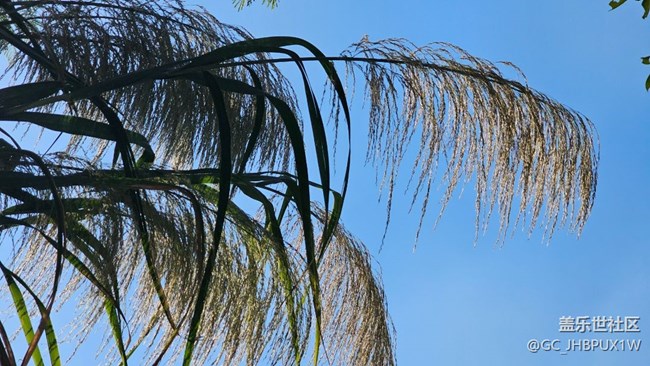 【新冬可期】冬日蘆葦