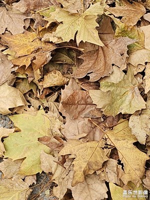 【冬季城市風(fēng)光】校園冬季午候