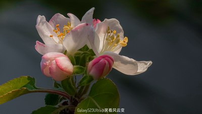 GalaxyS23Ulltra 秋海棠（二）