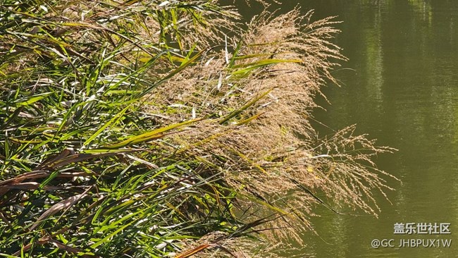 【新冬可期】冬日蘆葦