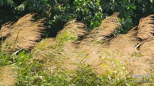 【新冬可期】冬日蘆葦