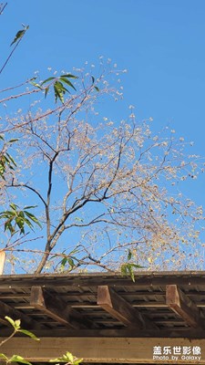 【冬季城市風(fēng)光】+?身邊的風(fēng)景