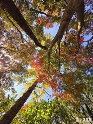 【冬季城市風(fēng)光】+ 秋霞圃紅楓