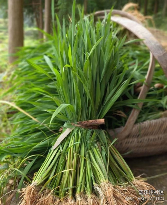 【2024再見】插秧的快樂