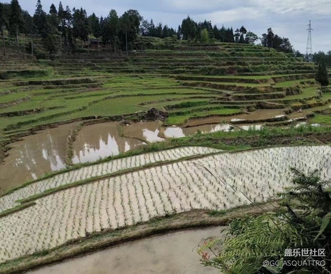 【2024再見】插秧的快樂