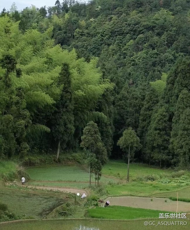 【2024再見】插秧的快樂