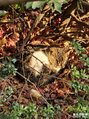 咪咪的生活我的夢(mèng)