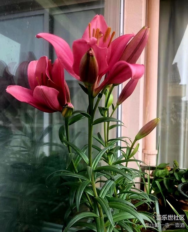 【Galaxy影像】#時(shí)光你慢些走+百合開(kāi)花