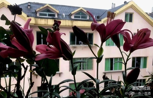 【Galaxy影像】#時(shí)光你慢些走+百合開(kāi)花