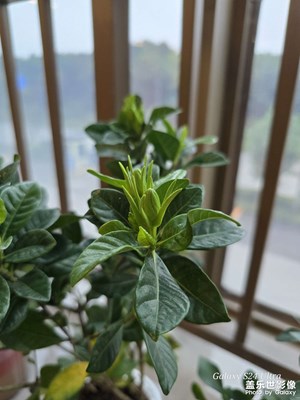 辦公室的綠植煥發(fā)新生啦