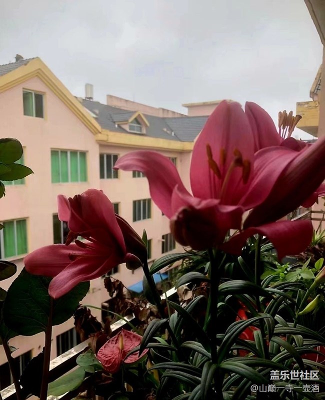 【Galaxy影像】#時(shí)光你慢些走+百合開(kāi)花