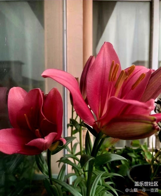 【Galaxy影像】#時(shí)光你慢些走+百合開(kāi)花