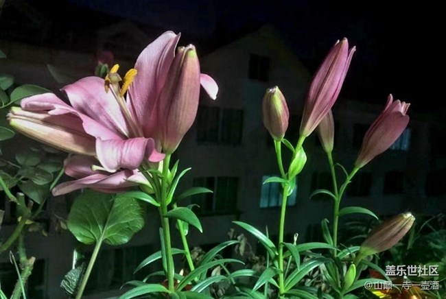 【Galaxy影像】#時(shí)光你慢些走+百合開(kāi)花