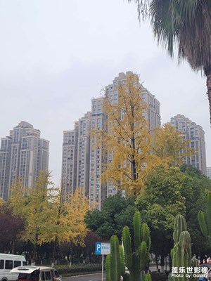 【冬季城市風(fēng)光】銀杏樹