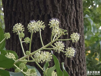 【冬季城市風(fēng)光】+ 綠地公園
