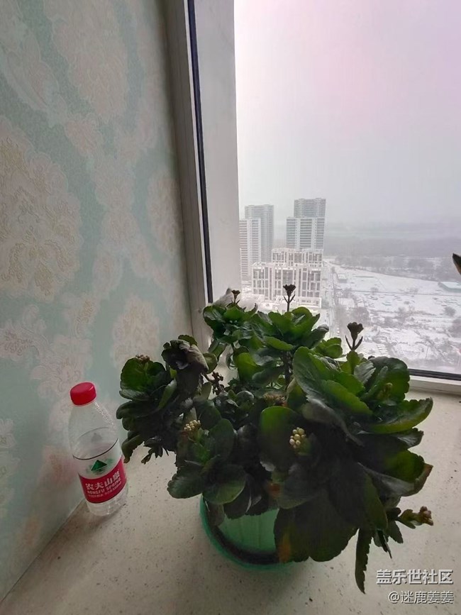 【瑞雪紛飛】冬日雪花飄，小朋友在雪地里撒歡~