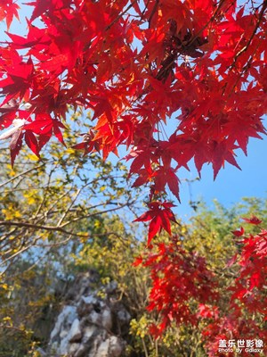 遠村秋色如畫，紅樹間疏黃。