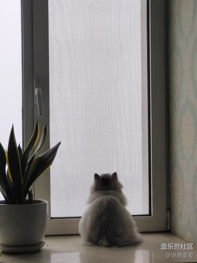 【瑞雪紛飛】冬日雪花飄，小朋友在雪地里撒歡~