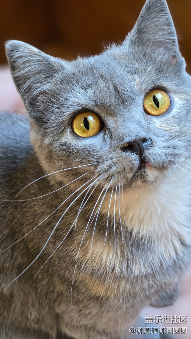 【寵物攝影大賽】武漢星部落線下活動(dòng)總結(jié)帖