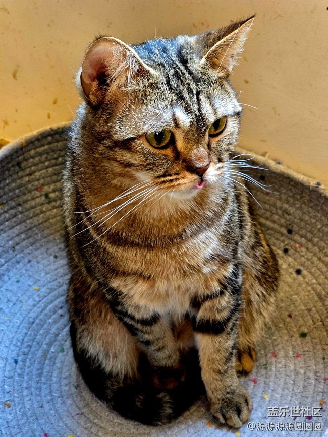 【寵物攝影大賽】武漢星部落線下活動(dòng)總結(jié)帖