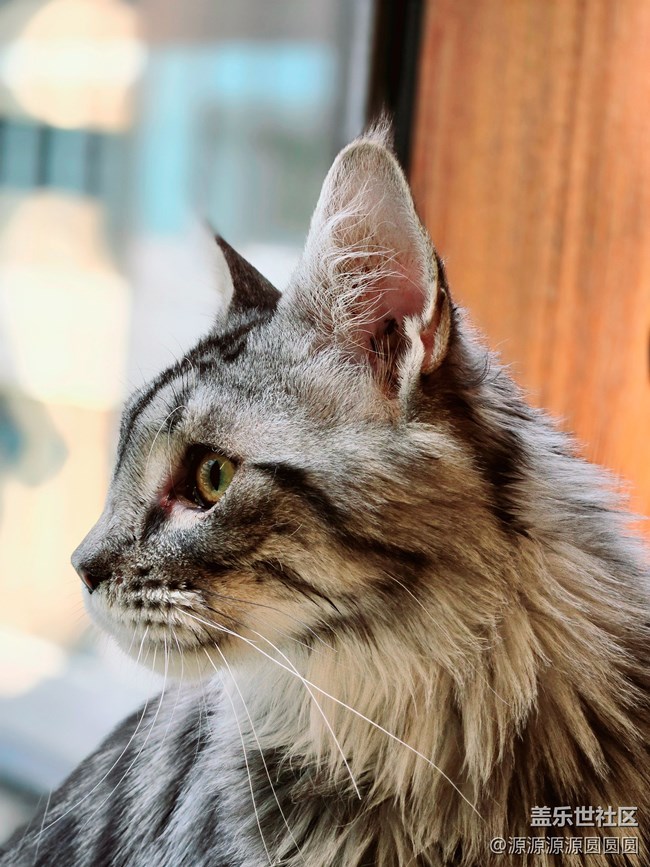 【寵物攝影大賽】武漢星部落線下活動(dòng)總結(jié)帖