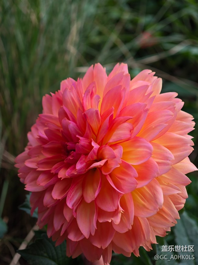 【活動回顧】落羽杉黃了