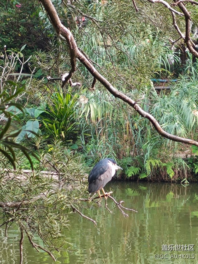 【活動回顧】落羽杉黃了