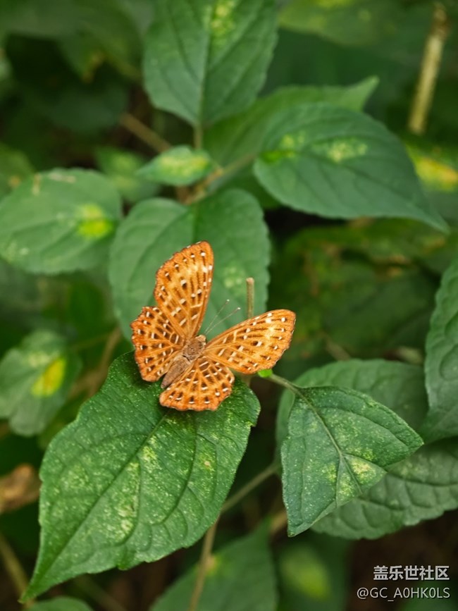 【活動回顧】落羽杉黃了