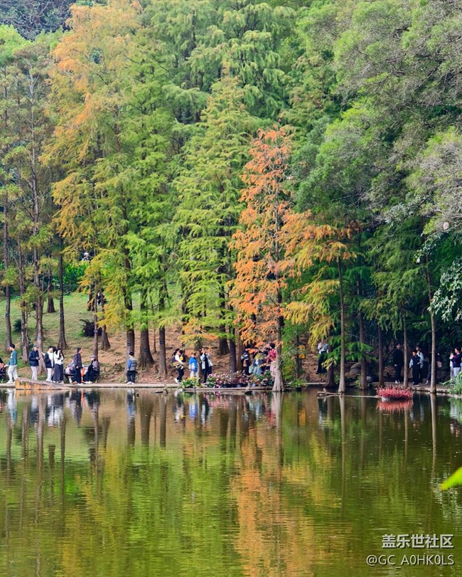 【活動回顧】落羽杉黃了