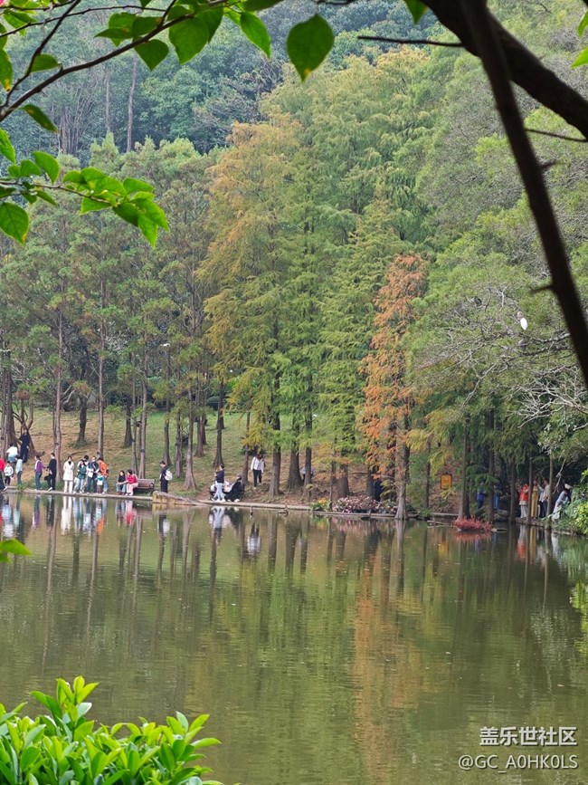 【活動回顧】落羽杉黃了