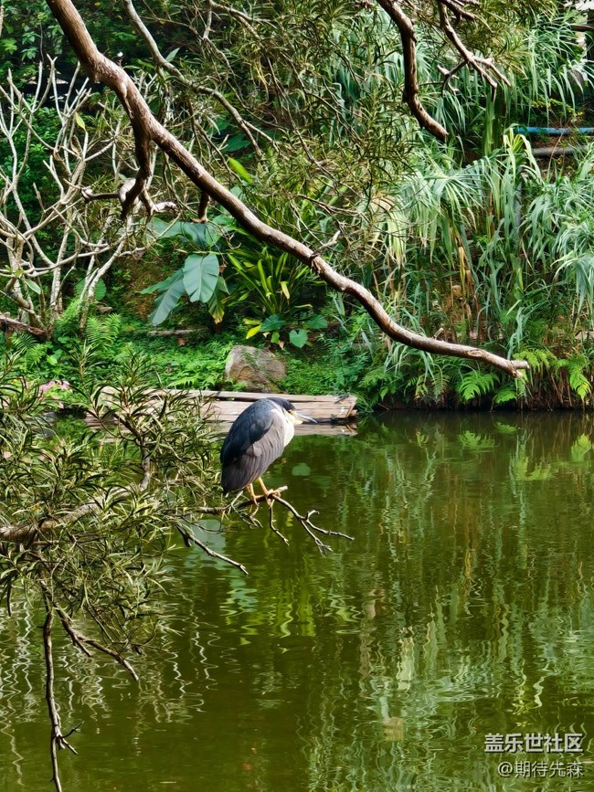 ?【活動(dòng)回顧】仙湖一日游