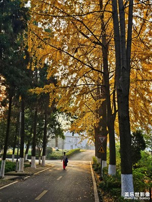 這個初冬有點黃