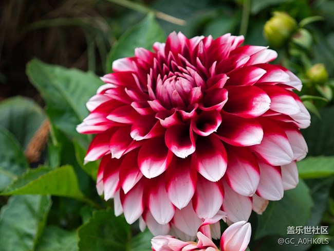 【活動回顧】落羽杉黃了