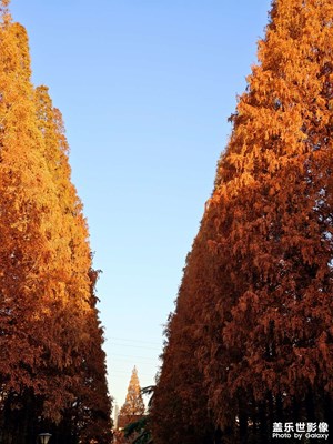 【冬季城市風(fēng)光】+水杉