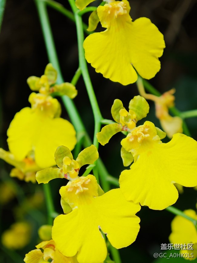 【活動回顧】落羽杉黃了