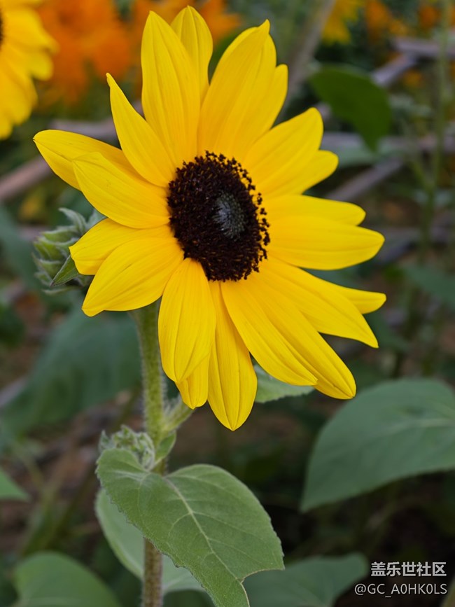 【活動回顧】落羽杉黃了