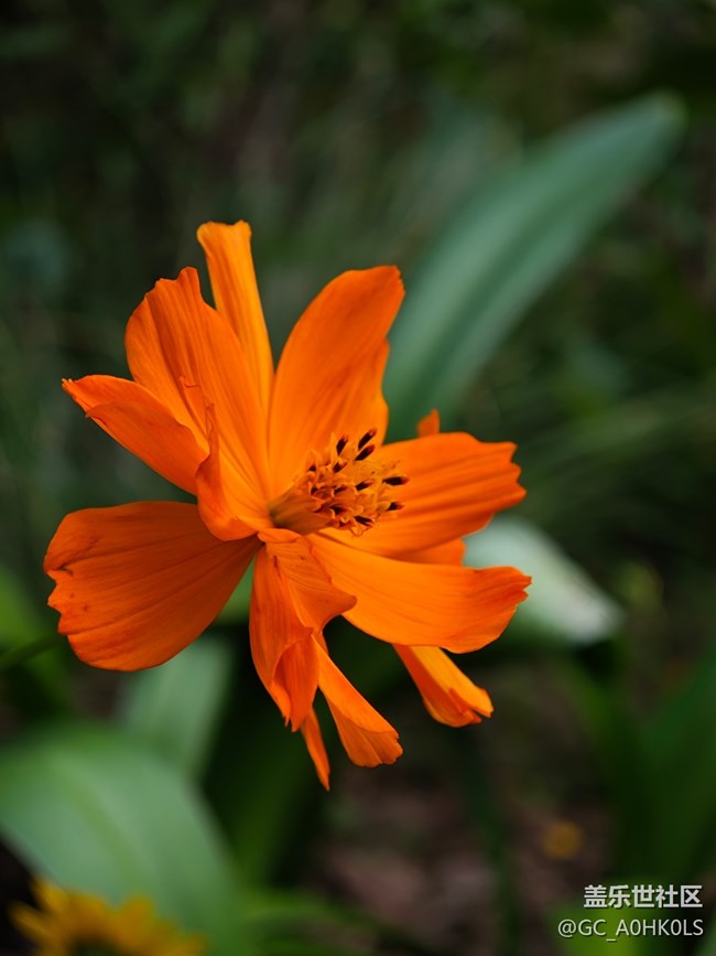 【活動回顧】落羽杉黃了