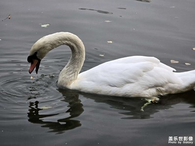 【冬季城市風(fēng)光】冬天的天鵝