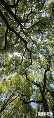 樹林結(jié)界  S24UItra