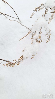 晚來天欲雪，能飲一杯無？