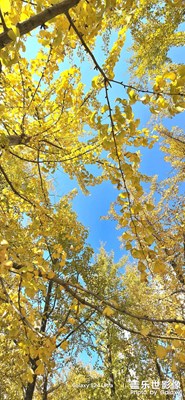 銀杏樹下 S24UItra