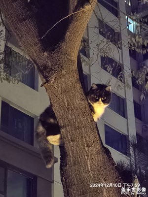 貍花貓咪之黑貓警長