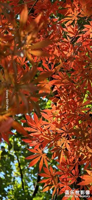 拍紅楓葉  Galaxy S24UItra