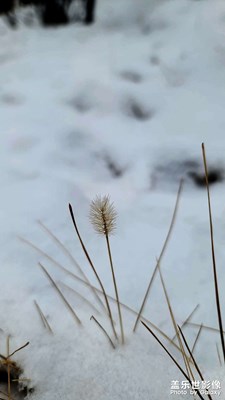 晚來天欲雪，能飲一杯無？