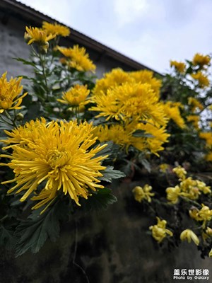 【冬季城市風(fēng)光】冬天的菊花