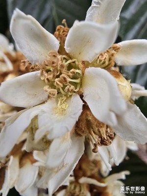 【多元化的世界】+枇杷花