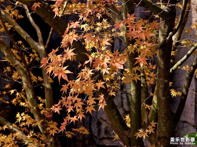 【多元化的世界】秋收冬藏