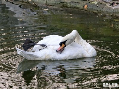 【多元化的世界】水上芭蕾