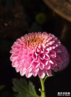 【多元化的世界】+菊花盛開的初冬