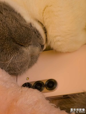 Galaxy Z Fold/Flip6與貓貓